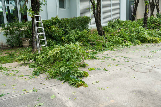 The Steps Involved in Our Tree Care Process in Concord, MO